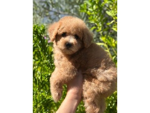 Yavru toy poodle bebekler