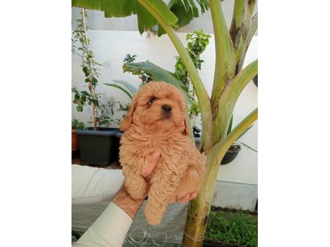 Maltipoo yavrular