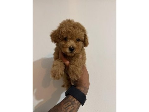 Kore teacup poodle yavrular