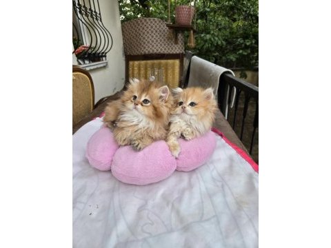 British longhair yavrular