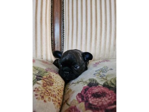 Son erkek yavru 45 günlük french bulldog