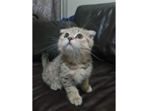Petcimin en tatlı sarı şeker kedileri