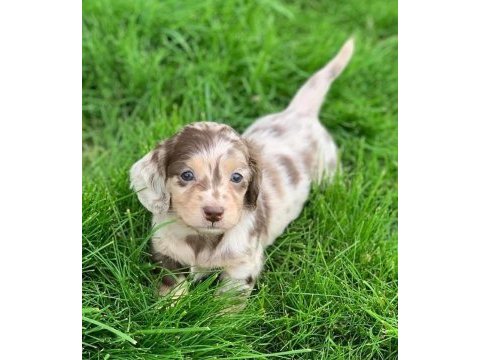 Dachshund köpeği yavrularımız