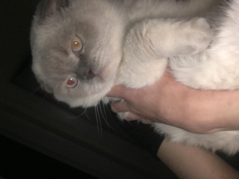 3.5 yaşında erkek scottish fold blue point