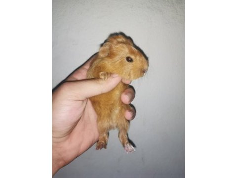 Her renkten guinea pig bebeklerim mevcut