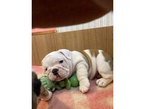 Çocuk dostu english bulldog yavrumuz