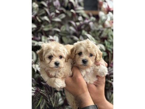 Maltipoo bebekler teslime hazır