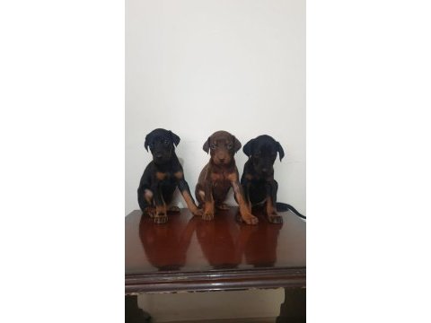 A klass doberman secereli yavrular