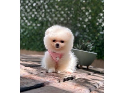 Premium güzellik orjinal pomeranian boo köpeği