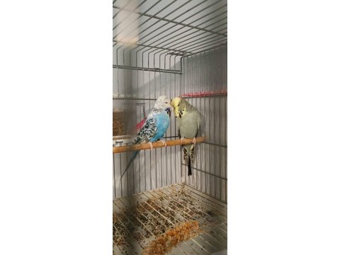 2 takım show jumbo muhabbet kuşu