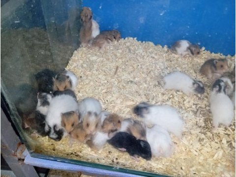 Yavru hamster
