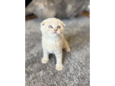 Sevimli scottish fold kardeşler yeni yuvalarını arıyor