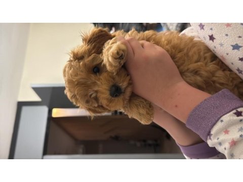 Yavru poodle