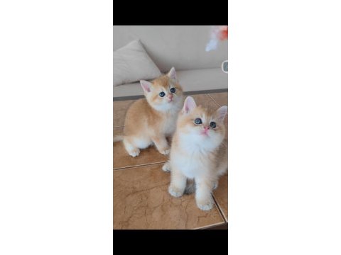 British shorthair kedileri