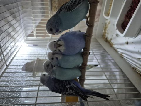1 aylık muhabbet kuşu yavrular ele kula alıştırmalık