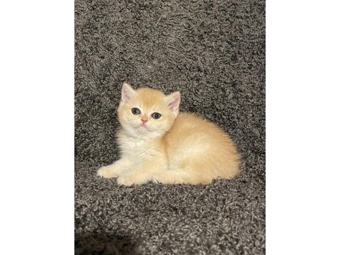 Anne baba şecereli safkan golden ny12 dişi british shorthair
