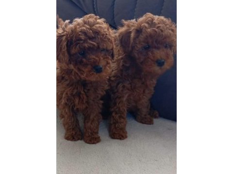 Toy poodle red brown köpeğimiz