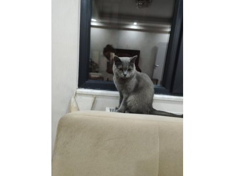 British shorthair