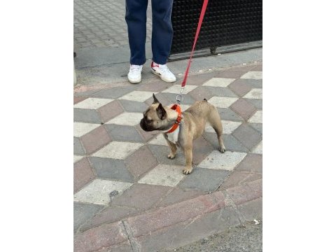 Bu köpeğimizi çiftleştirme ilanıdır