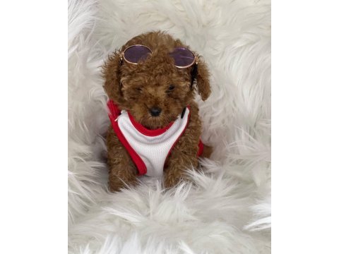 Orijinal toy poodle