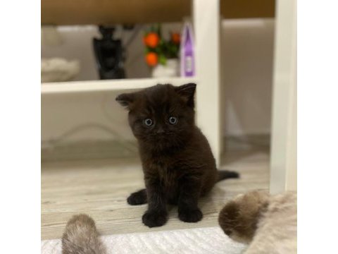Chocolate color british shorthair dişi yavru