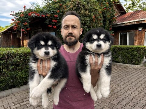 Alaskan malamute yavrularımız