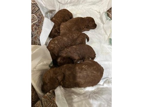 25 günlük erkek dişi toy poodle