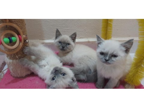 British shorthair blue point yavrular