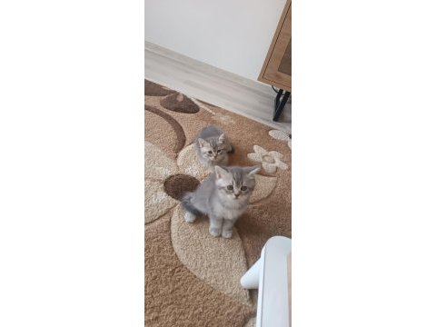 Minik kedilerim