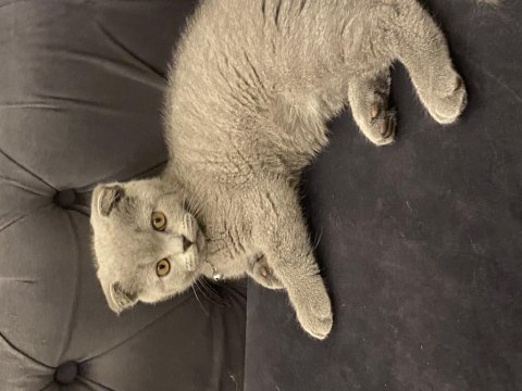 Oyuncu sevecen dişi scottish fold