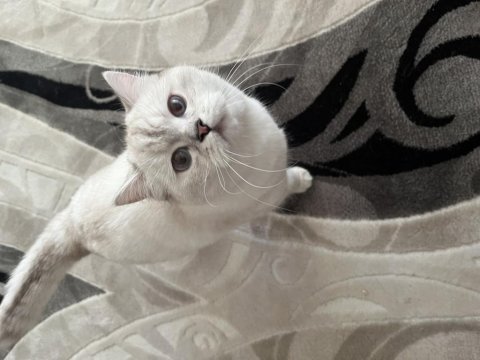 1 yaşında satılık boncuk kedimiz