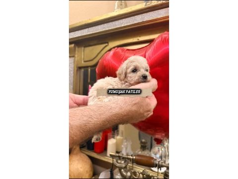 Sevimli ırk toy poodle