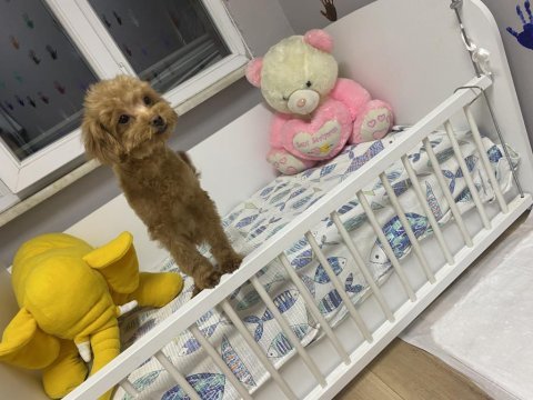 Tea cup maltipoo