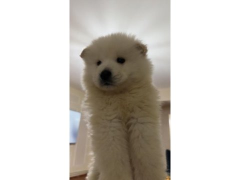 60 65 günlük samoyed yavruları