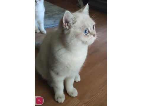 Şafkan british shorthair