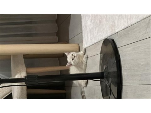 Acil sahiplendirme british shorthair blue point