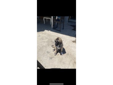 Saf kan şecereli yavru kangallar
