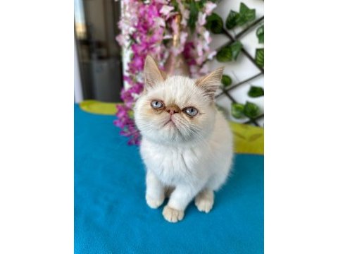 Exotic shorthair 2,5 aylık kedimiz