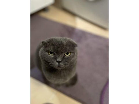 Scottish fold