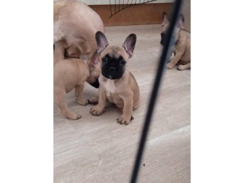 French bulldog 2 erkek