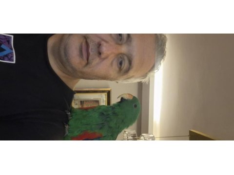 Full evcil en az 10 kel var evcimen kuşumuz