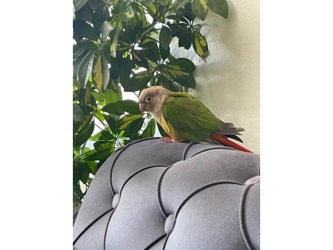 Konur papağanı sağlıklı ve konuşkan ve ele alışkın