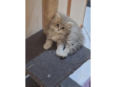 Silver british longhair yavrular