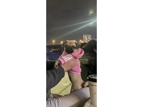 2 aylık dişi pug