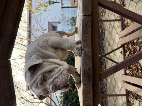 Türkiyenin en güzel renklerine sahip ingiliz bulldog