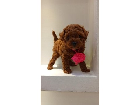 2.5 aylık anne baba orjinal dişi teacup yavru poodle