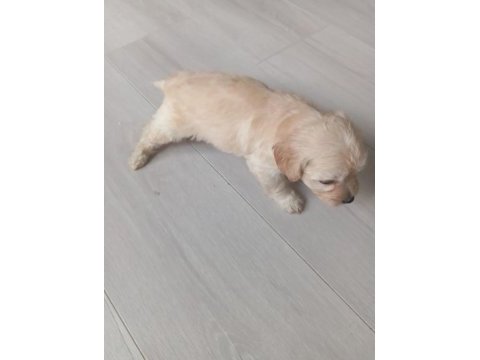 2 aylık maltipoo kaliteli yavru