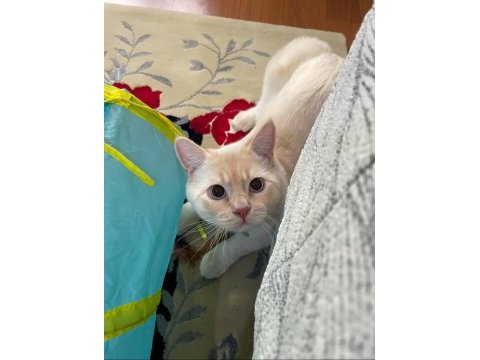 Flame point siyam erkek kedime dişi eş arıyorum