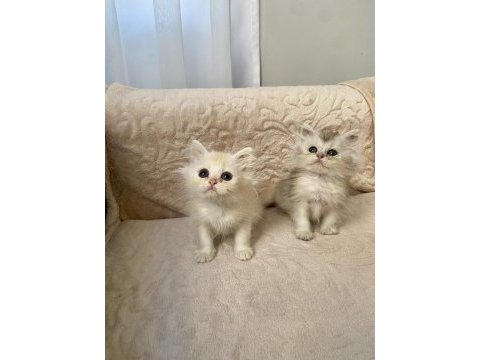 Çok sevimli ve oyuncu british longhair yavrularım