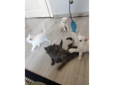 Bakmadan geçmeyin her renk kedimiz için